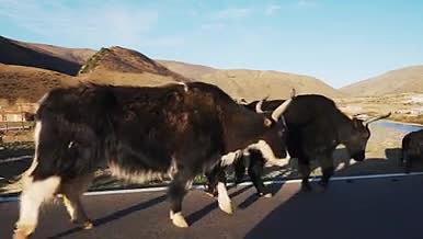 4k实拍西部高原牦牛行走放牛视频的预览图